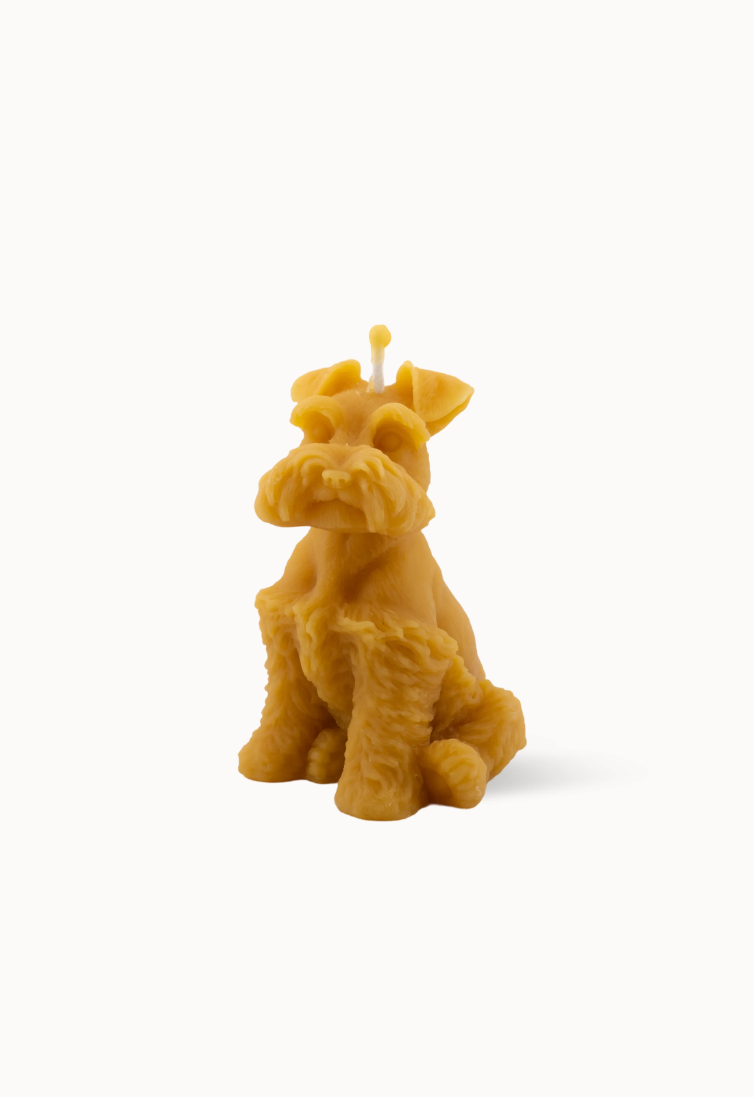 Bougie Chien Fox terrier