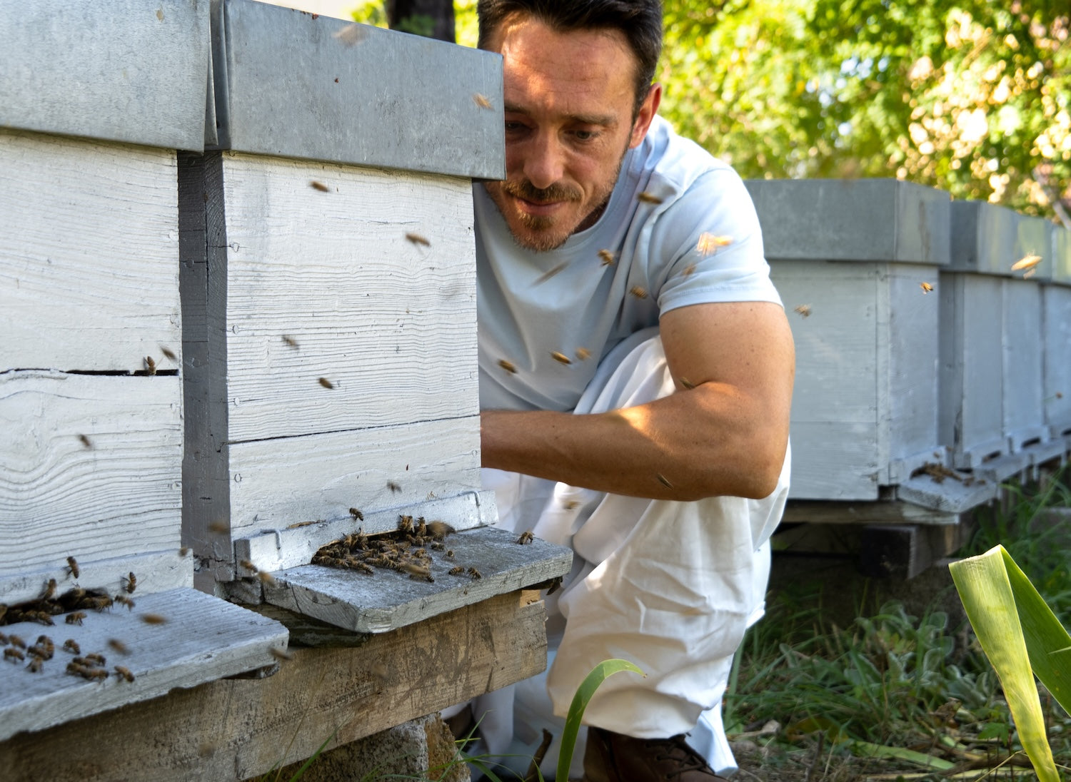 Guénolé en train de s'occuper des abeilles de ses ruches