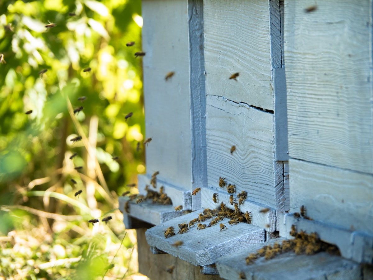 ruches de palais des abeilles