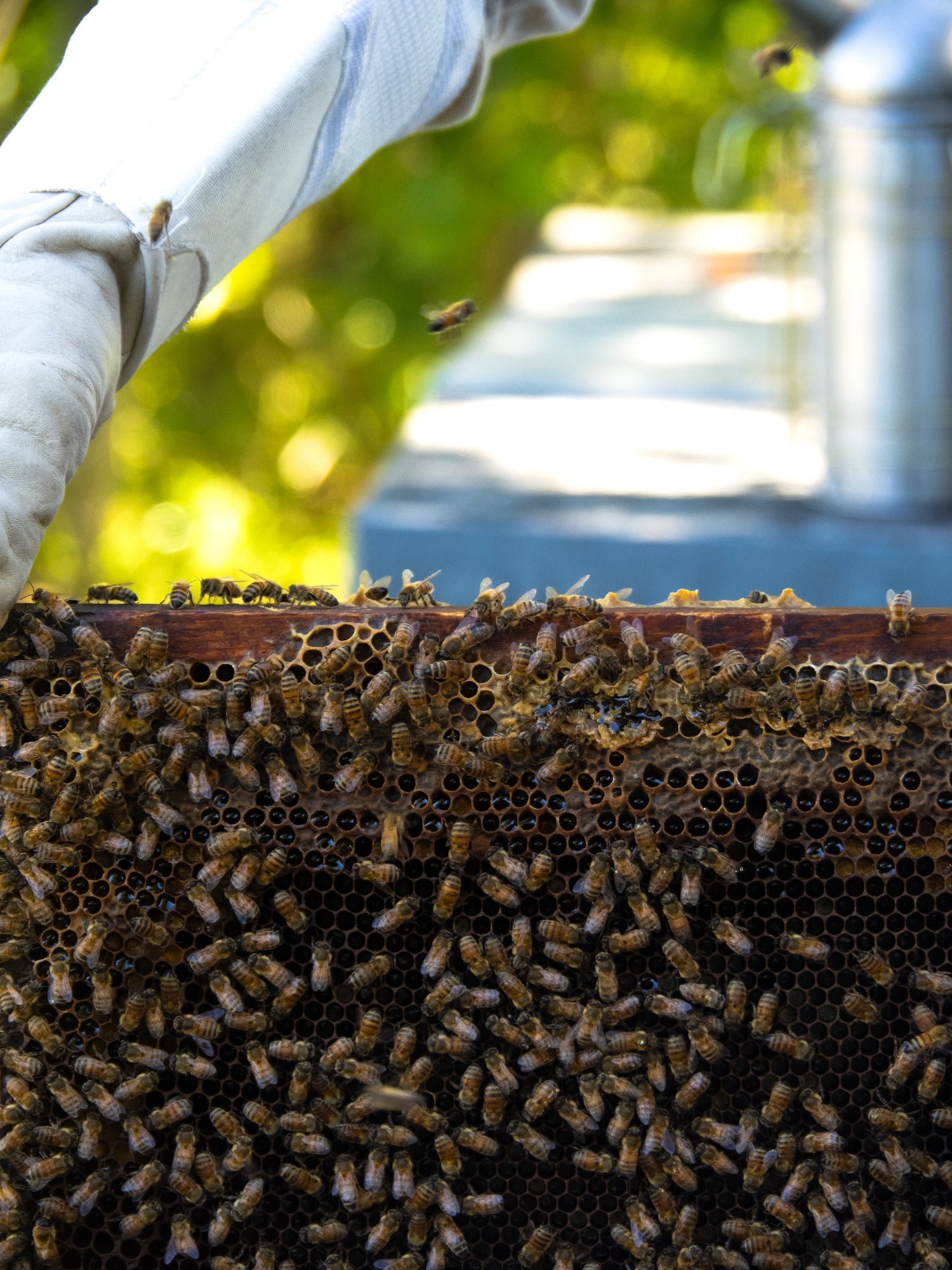 gros plan des abeilles de la ruche 